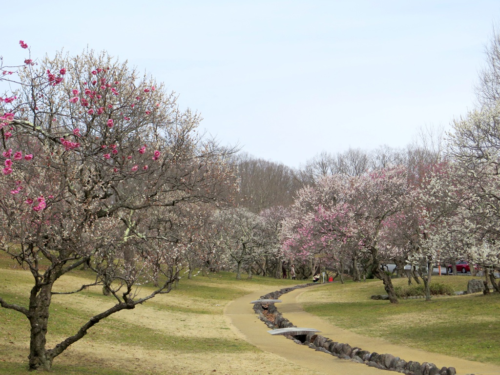 梅園　開花情報　3月7日（曇）