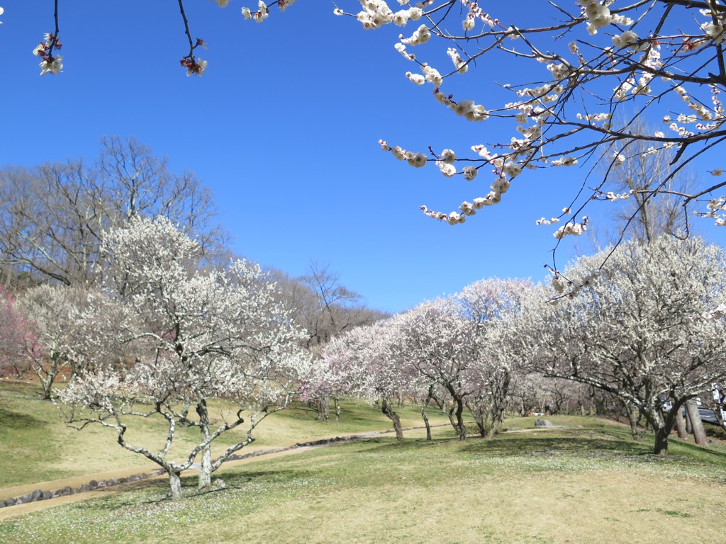 梅園　開花情報　3月11日（晴）