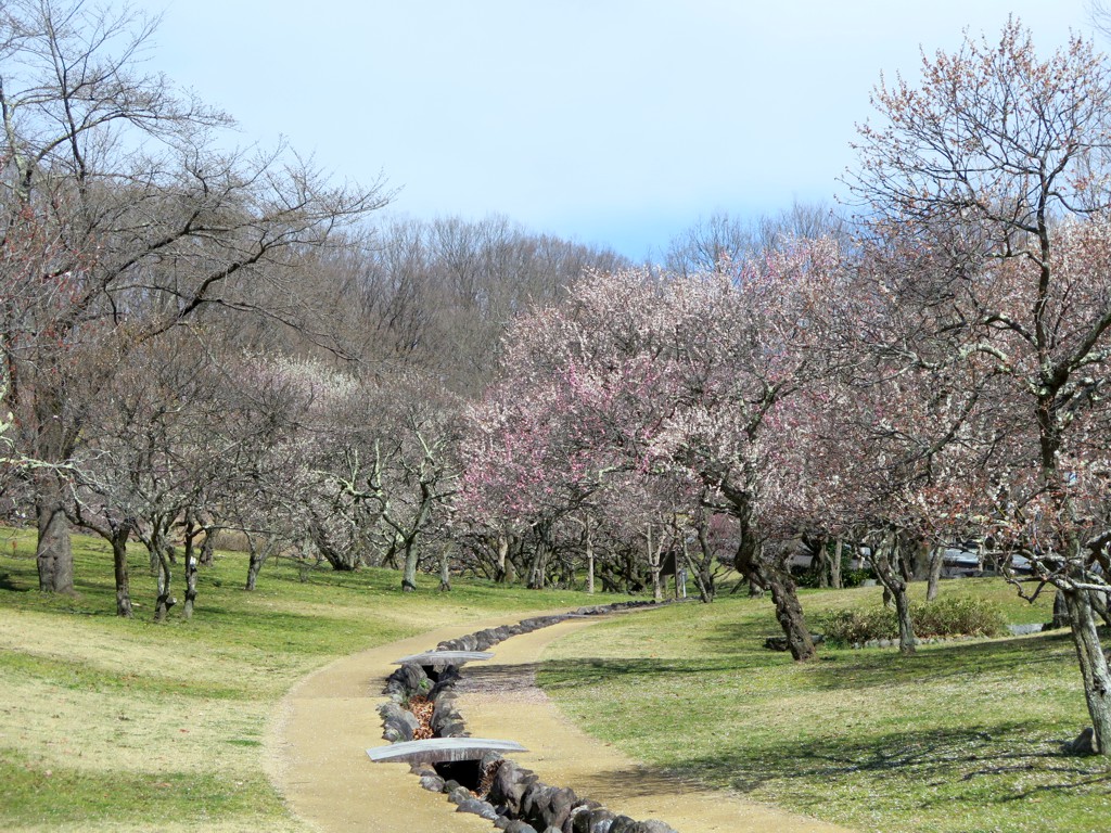 梅園　開花情報　3月16日（晴）