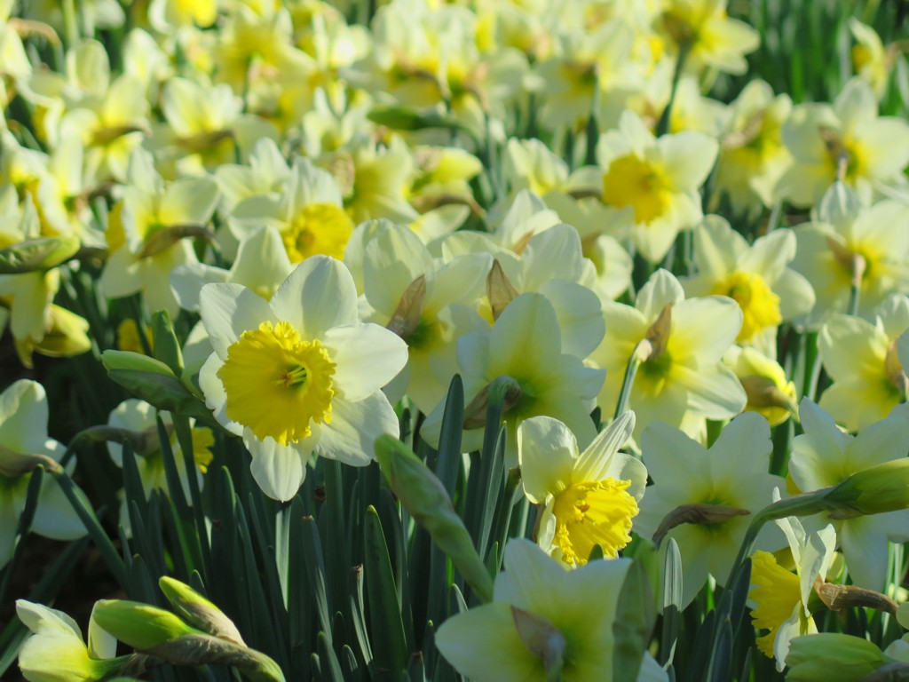 スイセンの開花状況　３月２０日（晴）