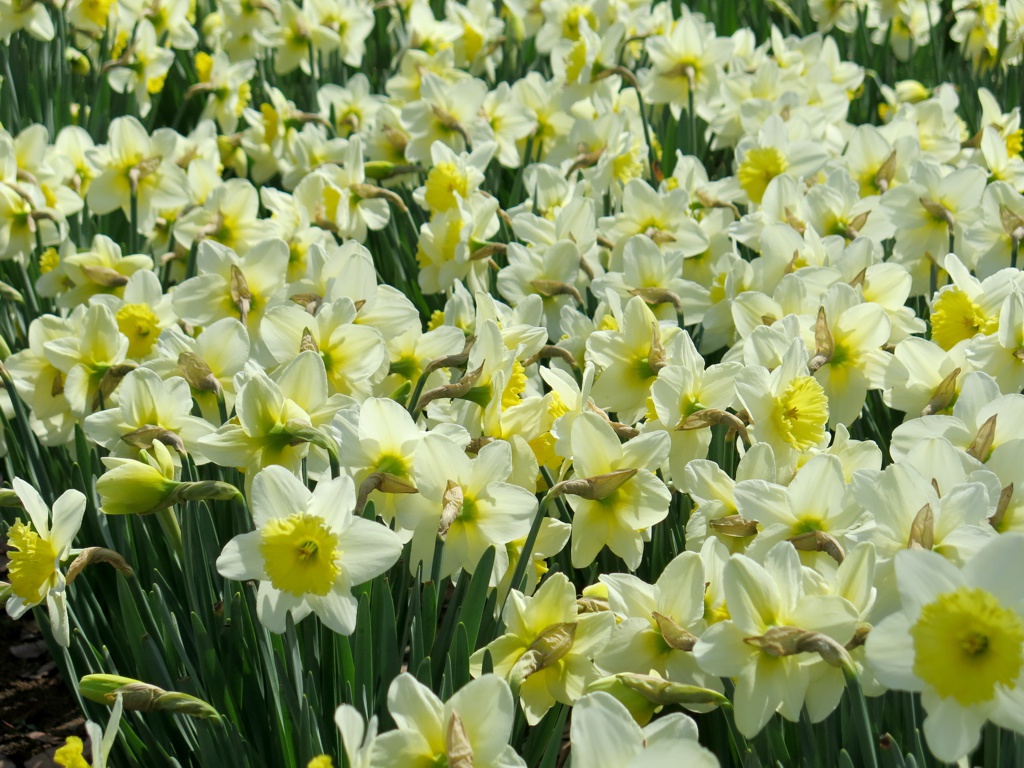 スイセンの開花状況　３月２２日（晴）