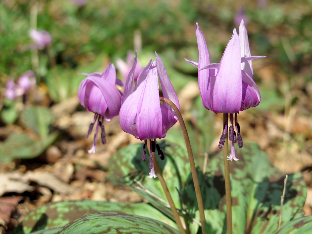 カタクリの開花状況　３月２２日（晴）