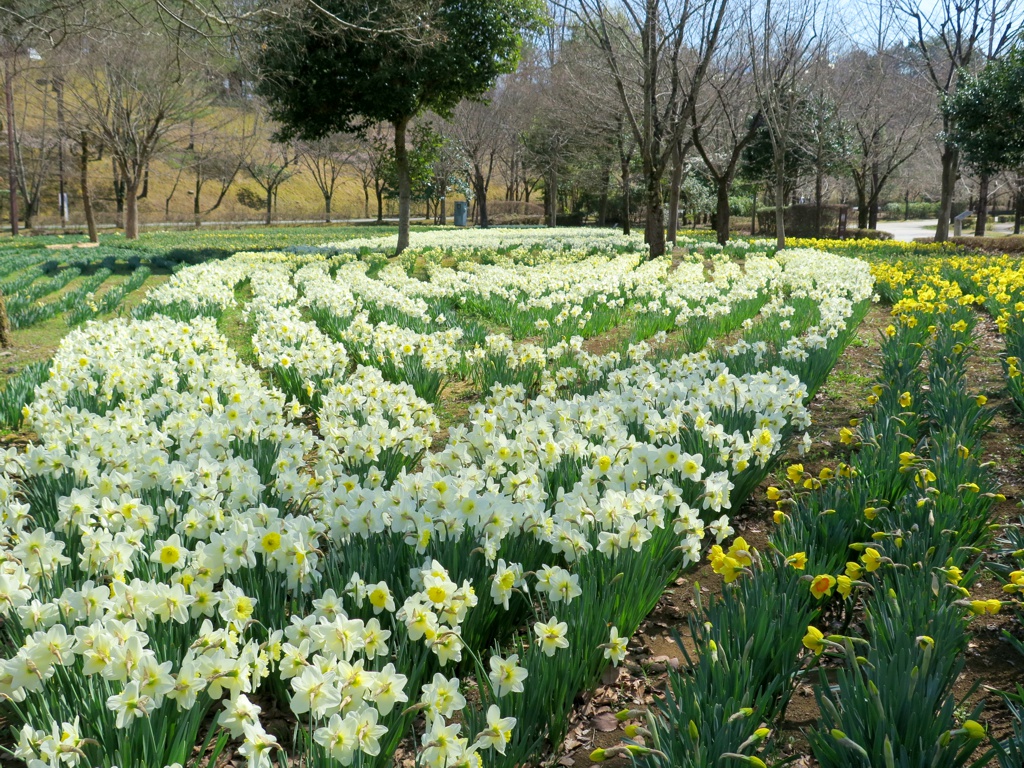 スイセンの開花状況　３月２６日（晴）