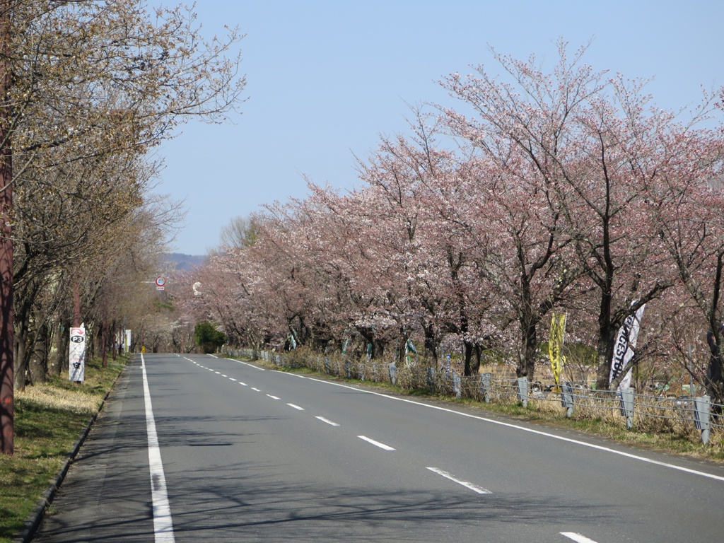 桜の開花状況　3月26日（晴）もうすぐ見頃