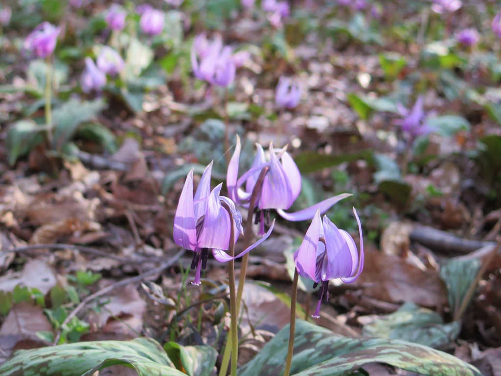 カタクリの開花状況　３月２６日（晴）見頃