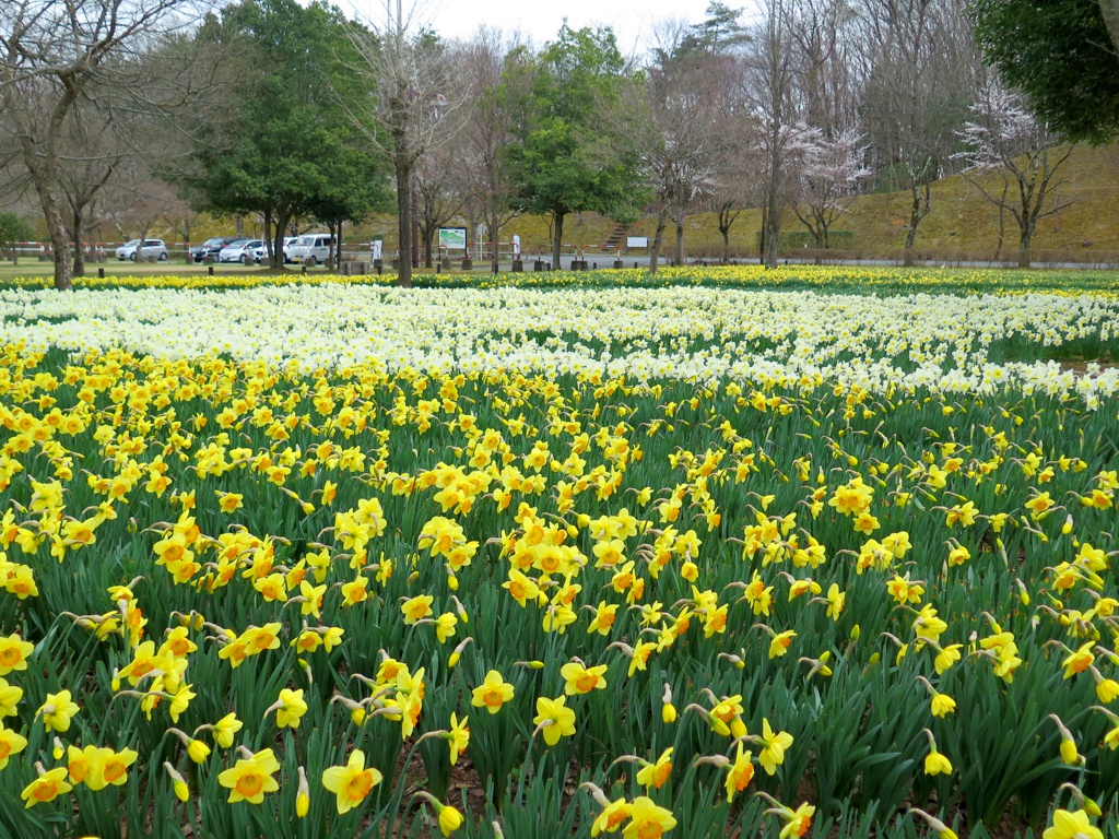 スイセンの開花状況　３月２８日（曇）