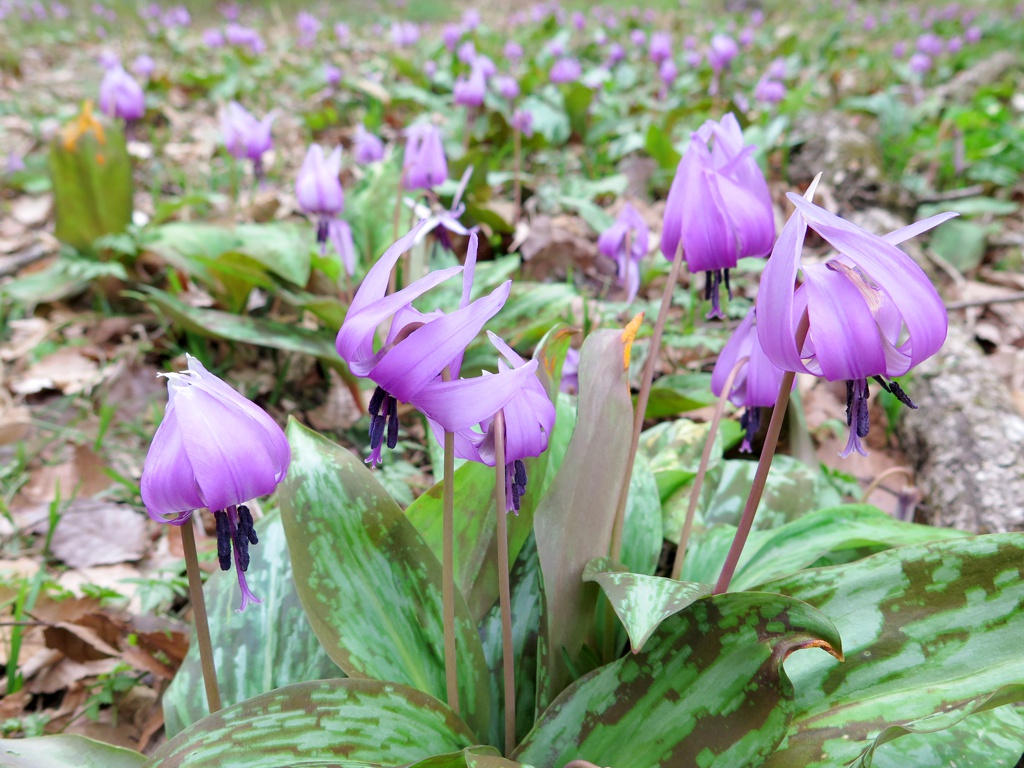カタクリの開花状況　３月２８日（曇）見頃