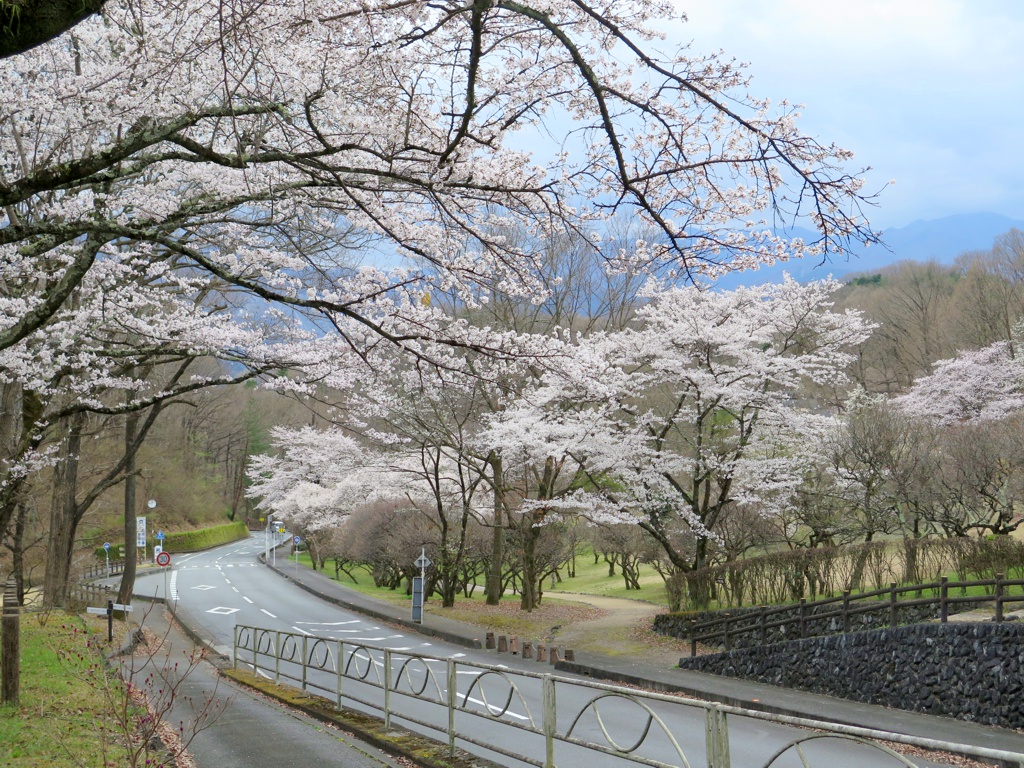 桜の開花状況　3月2８日（晴）見頃