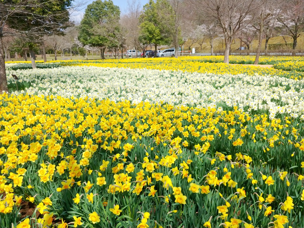 スイセンの開花状況　４月２日（晴）