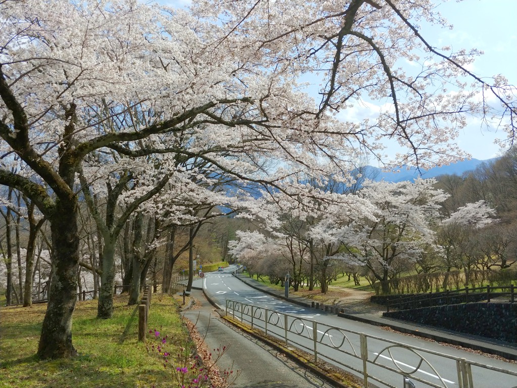 桜の開花状況　４月2日（晴）満開