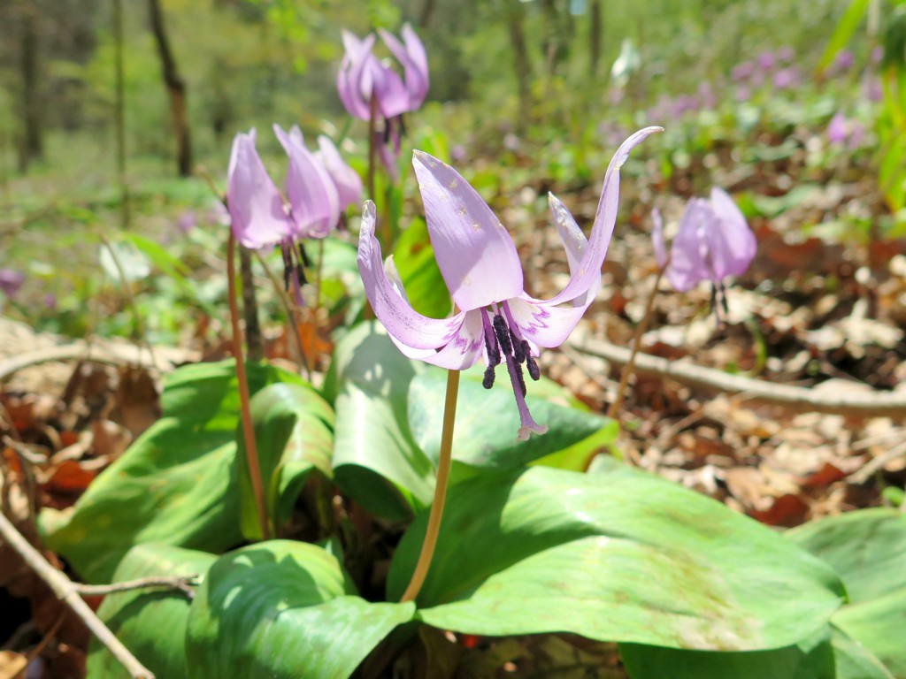 カタクリの開花状況　４月３日（晴）終わり際