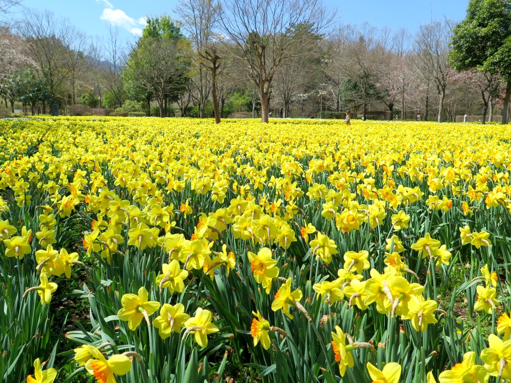 スイセンの開花状況　４月６日（晴）