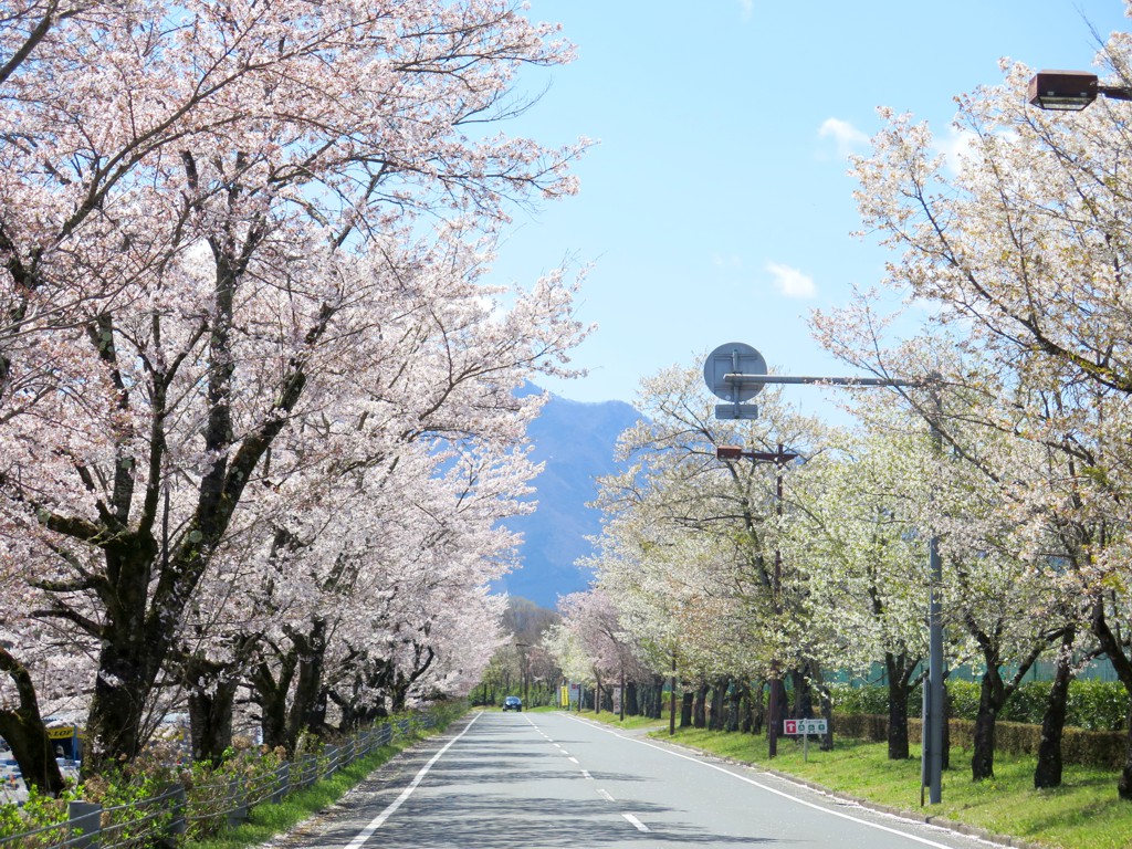 桜の開花状況　４月6日（晴）散り始め