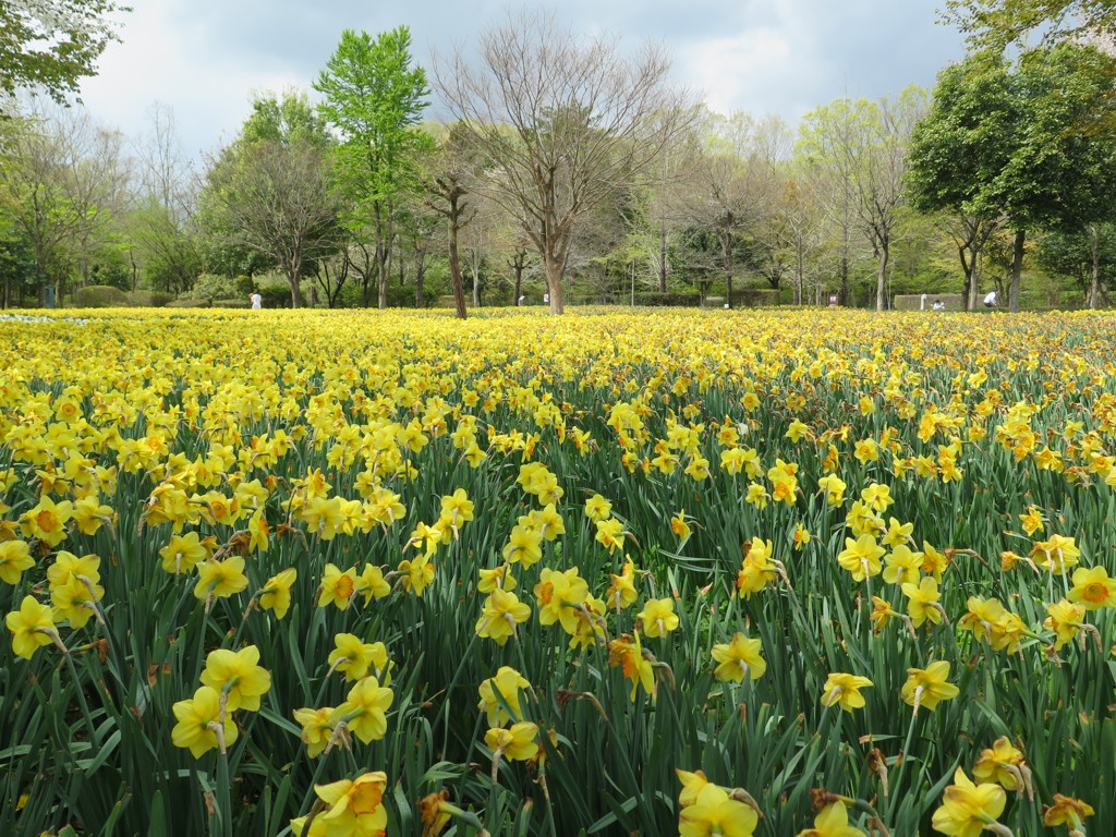 スイセンの開花状況　４月22日（曇）終わり際