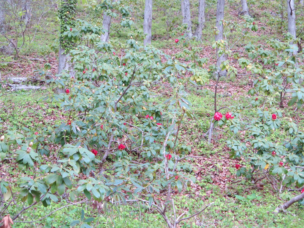 シャクナゲの開花状況　４月２２日（つぼみ）