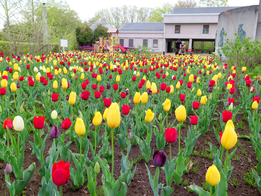 チューリップ開花状況 ４月２２日 見頃です 秩父ミューズパーク