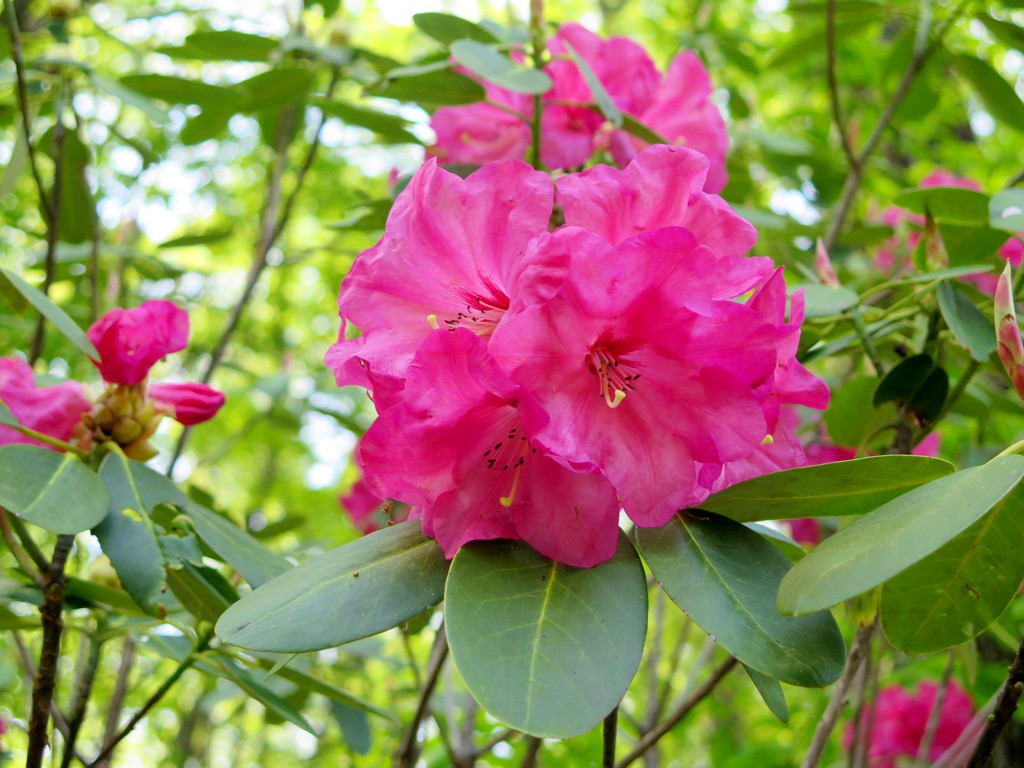 シャクナゲの開花状況　４月３０日（赤が見頃）