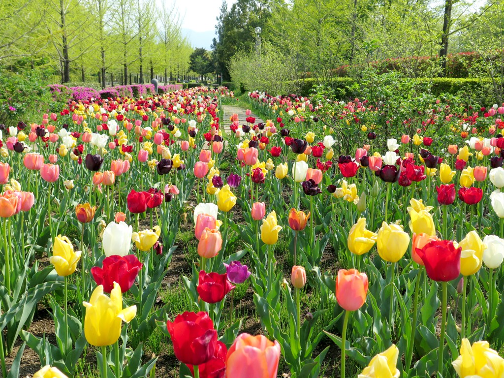 チューリップ開花状況 ４月30日　見頃です