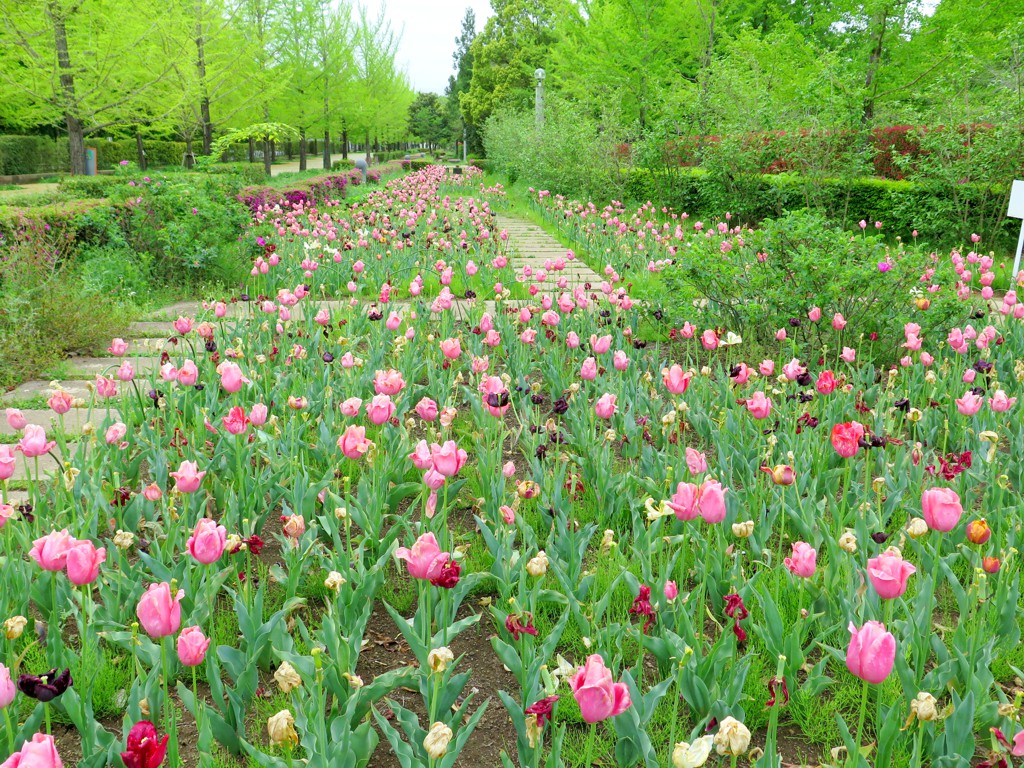 チューリップ開花状況 5月6日　終了です