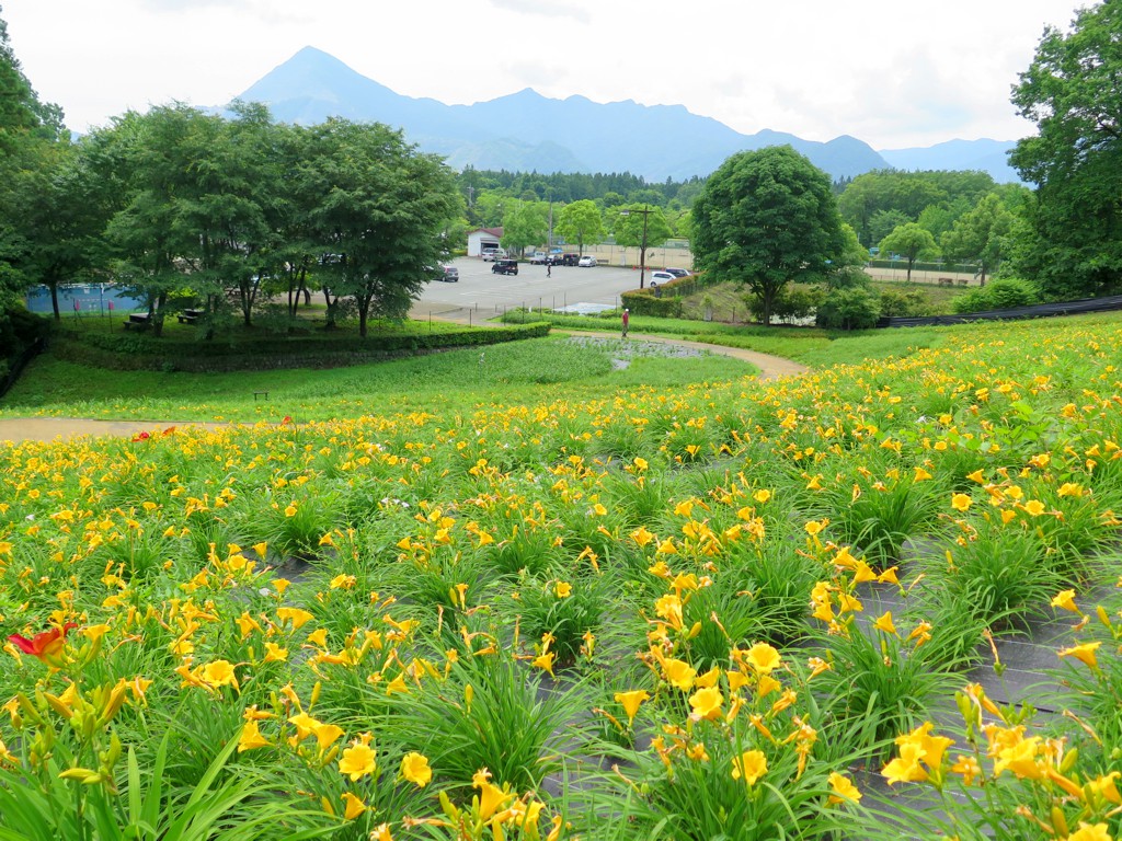 ヘメロカリス開花情報　6月16日　一部見頃（早咲きが見頃）