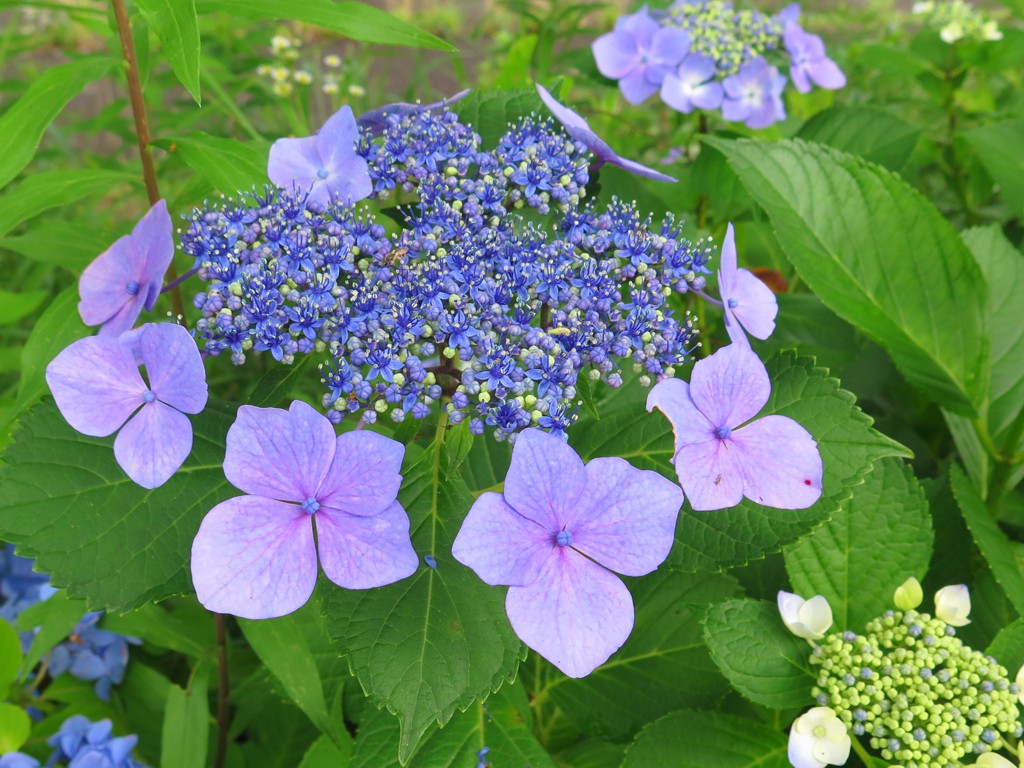 アジサイ開花情報　　７月1日