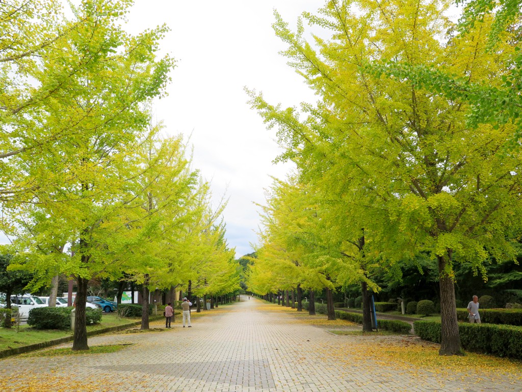 イチョウ並木紅葉情報　10月13日（火）現在