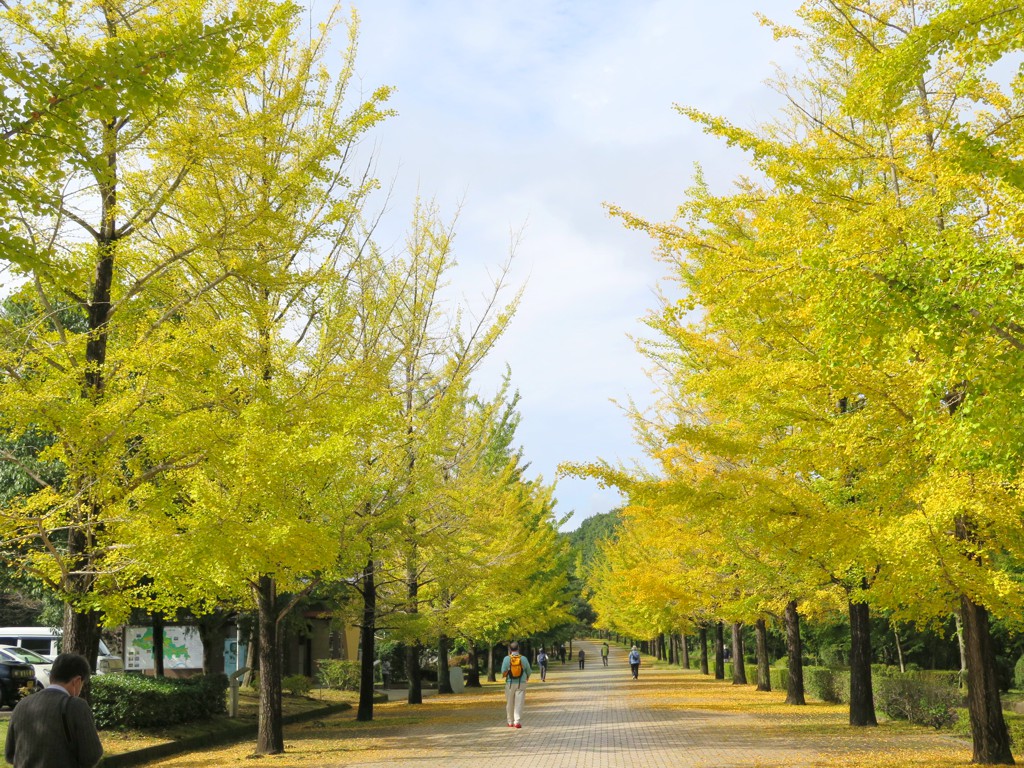 イチョウ並木黄葉情報　10月18日（日）現在　そろそろ見頃