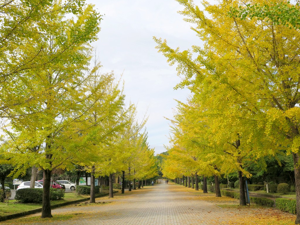 イチョウ並木黄葉情報　10月20日（火）現在　見頃