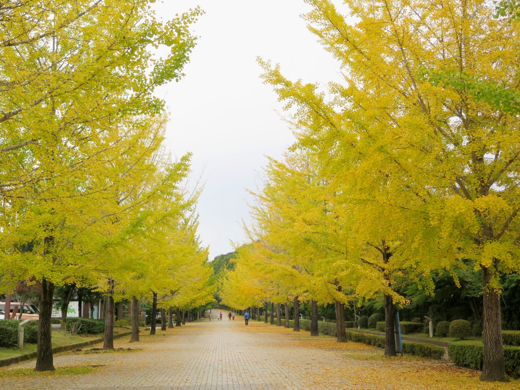 イチョウ並木黄葉情報　10月22日（木）現在　見頃