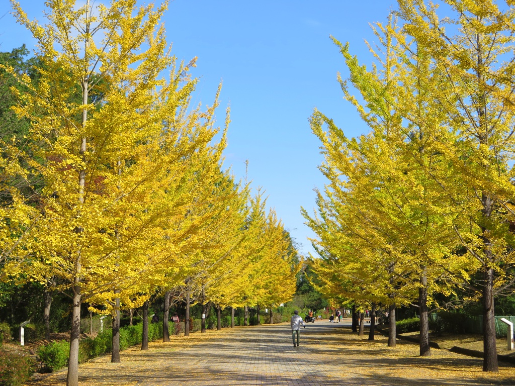 イチョウ並木黄葉情報　10月30日（金）現在　見頃