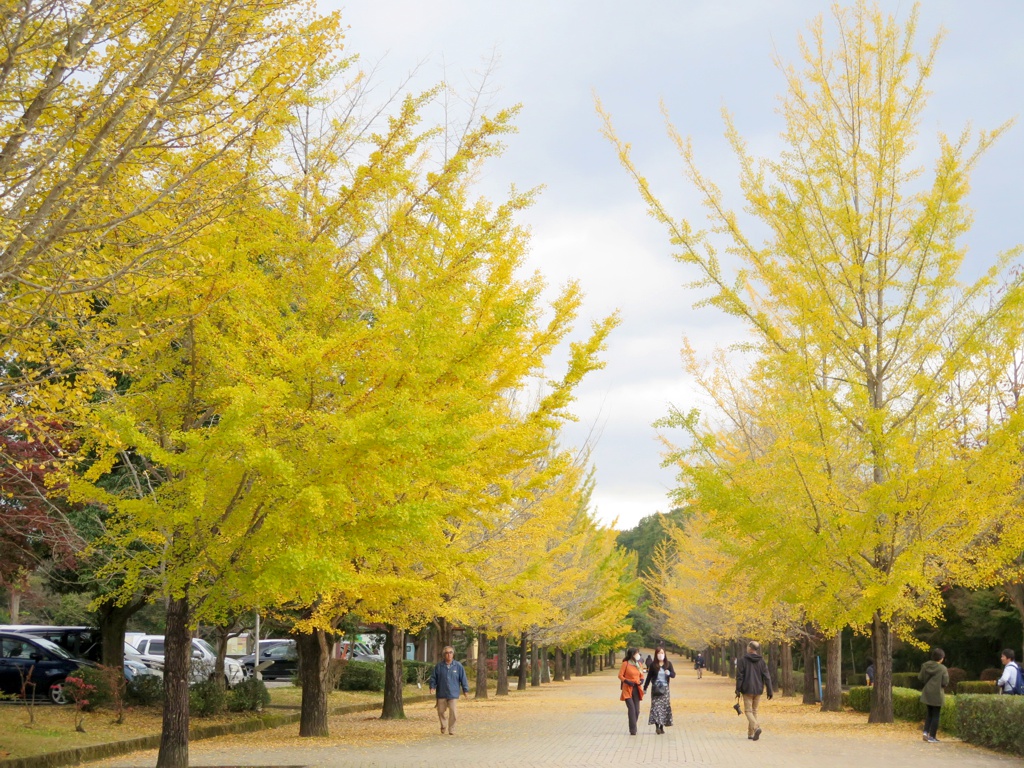 イチョウ並木黄葉情報　11月2日（金）現在　ピーク過ぎ