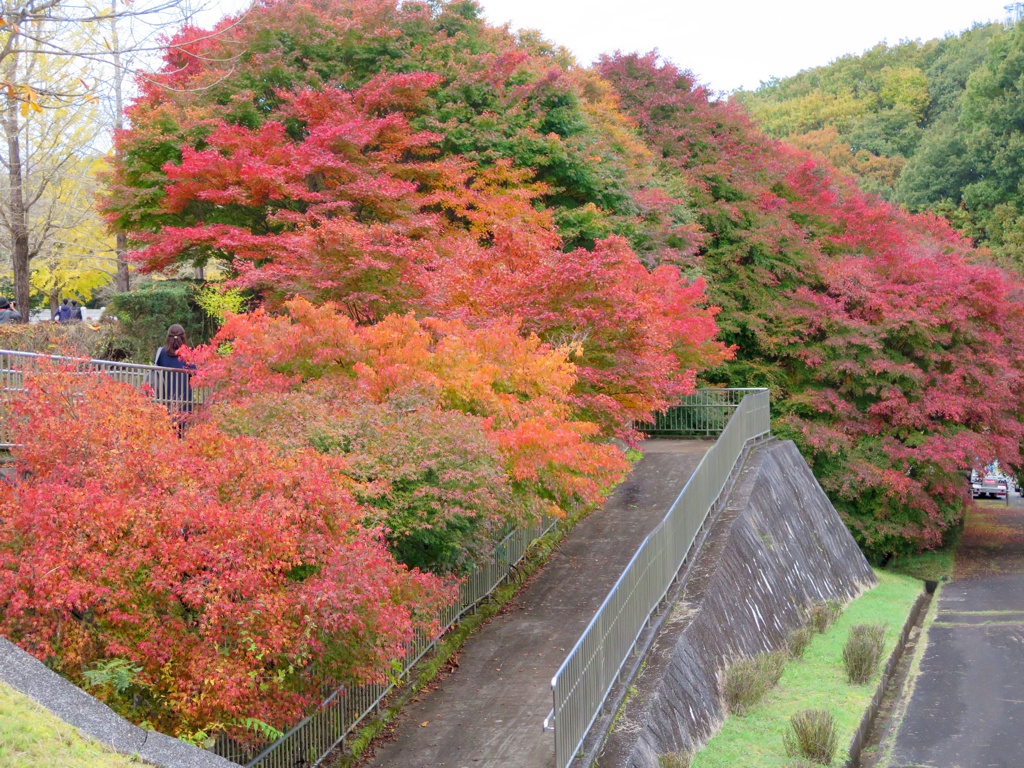 モミジ紅葉情報　11月8日（月）現在 色づきが進みました