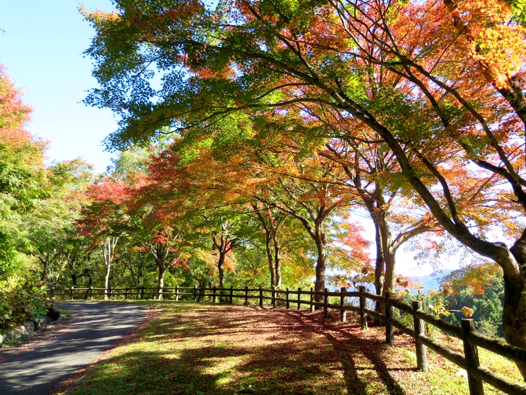 モミジ紅葉情報　11月10日（月）現在 もうすぐ見頃