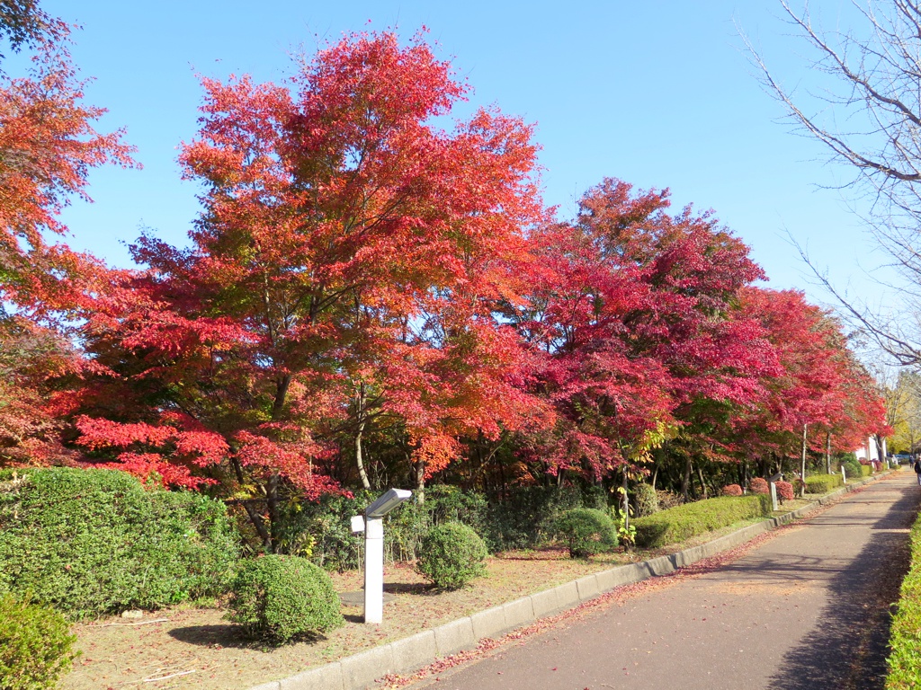 モミジ紅葉情報　11月12日（木）現在 ほぼ見頃です