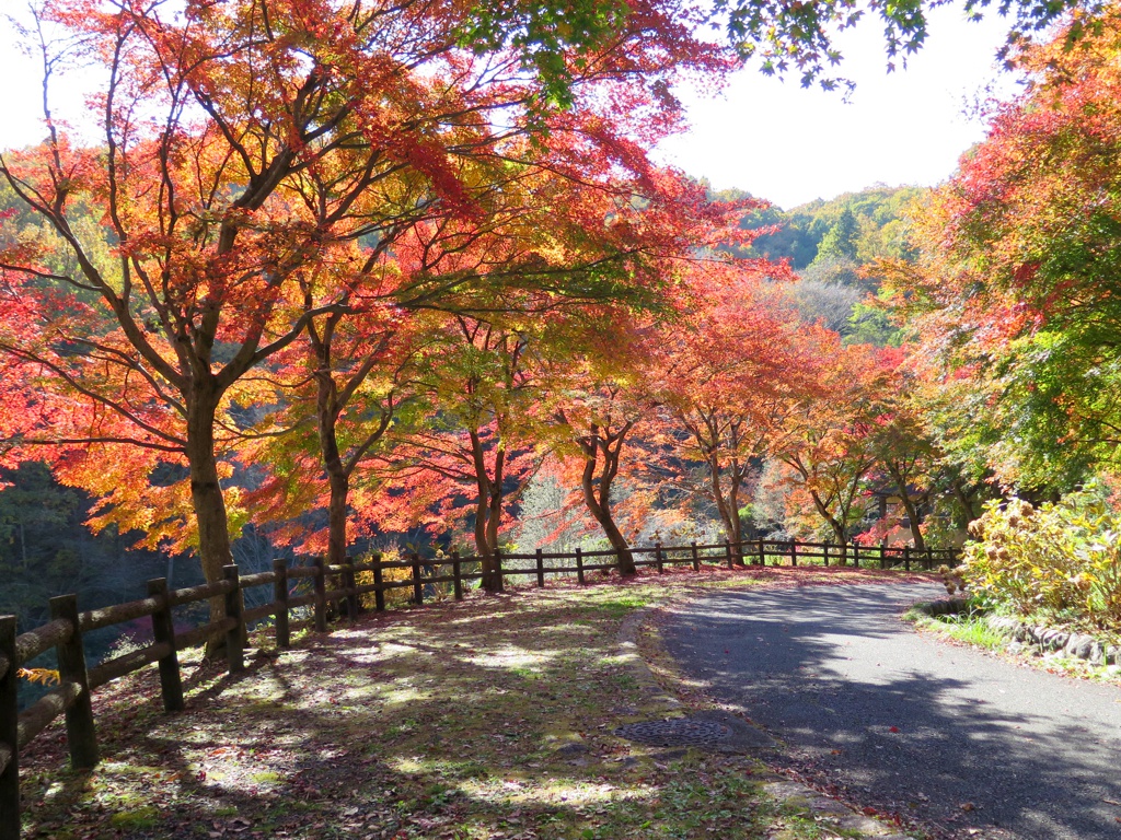 モミジ紅葉情報　11月15日（日）現在 見頃です