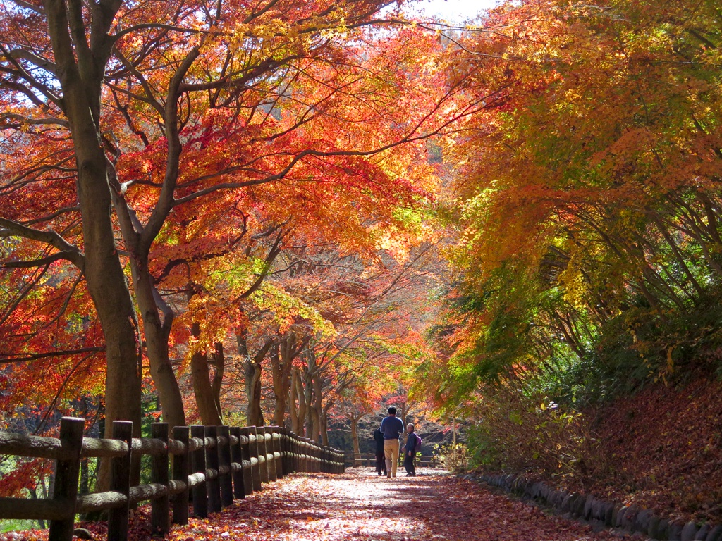 モミジ紅葉情報　11月23日（日）ほぼ終了