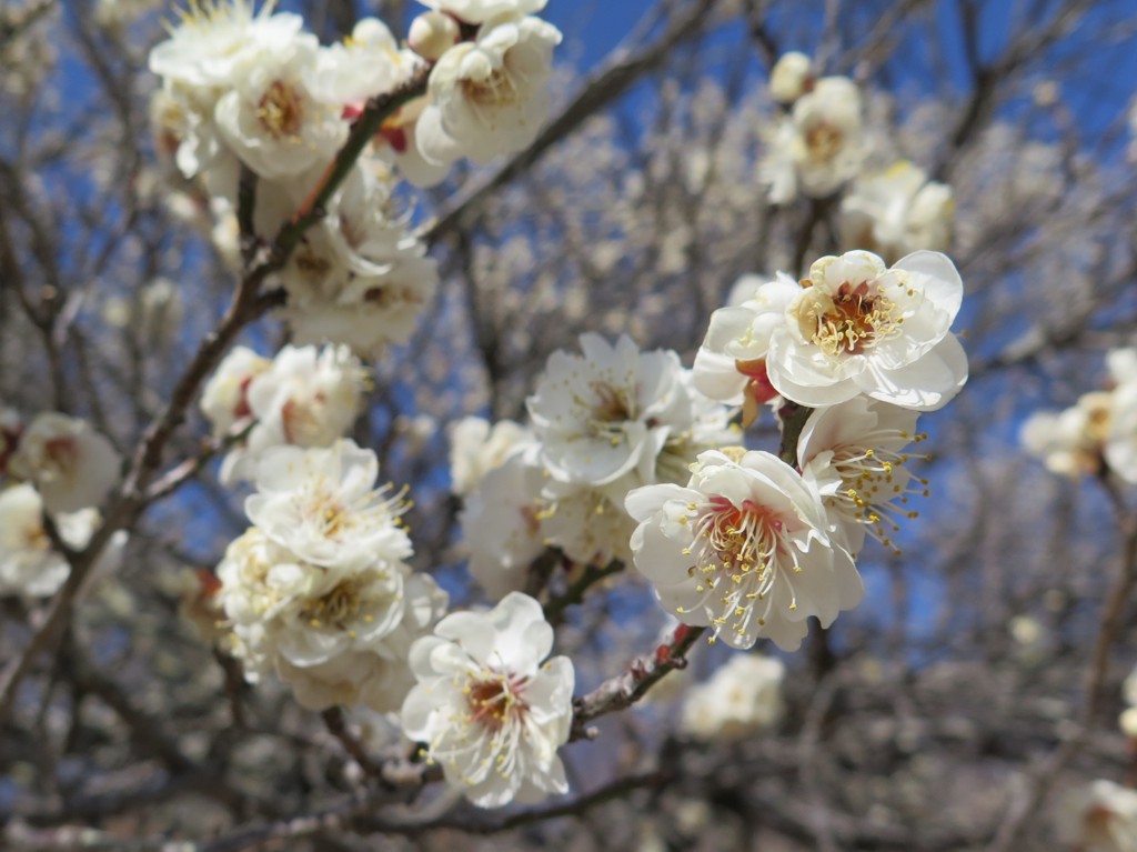 梅園　開花情報　2月１４日（晴）