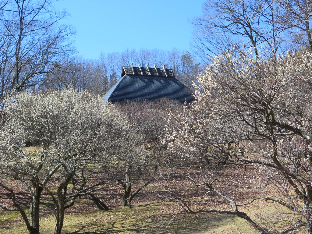 梅園　開花情報　2月20日（晴）