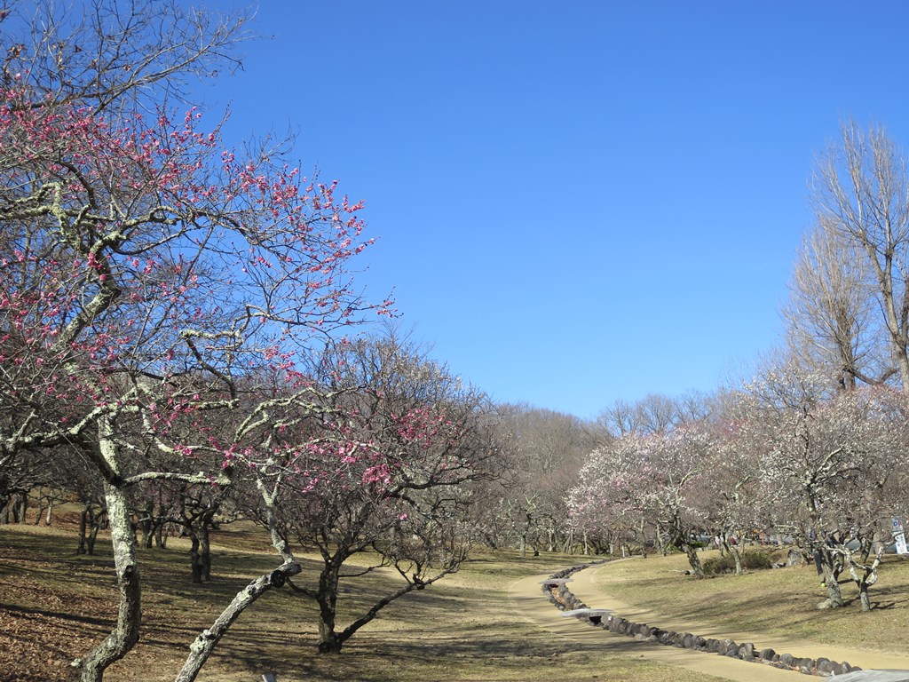 梅園　開花情報　2月24日（晴）