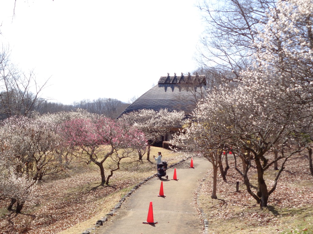 梅園　開花情報　3月11日（晴）