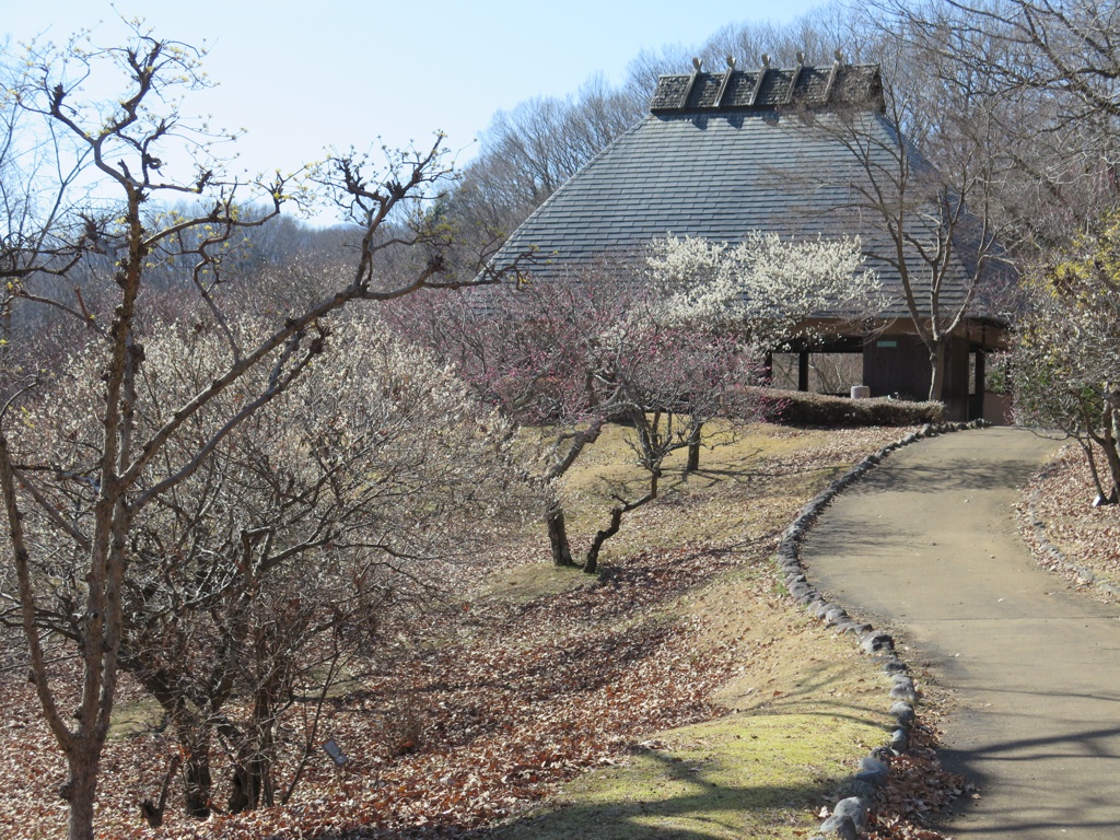 梅園　開花情報　2月2８日（晴）