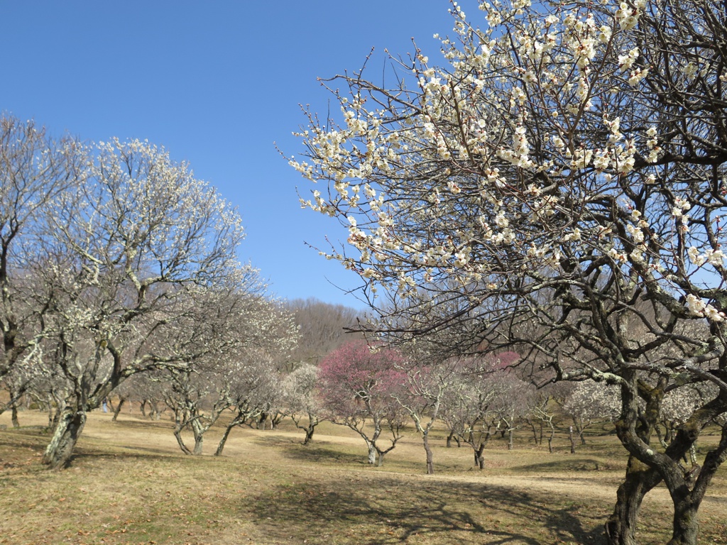 梅園　開花情報　3月4日（晴）