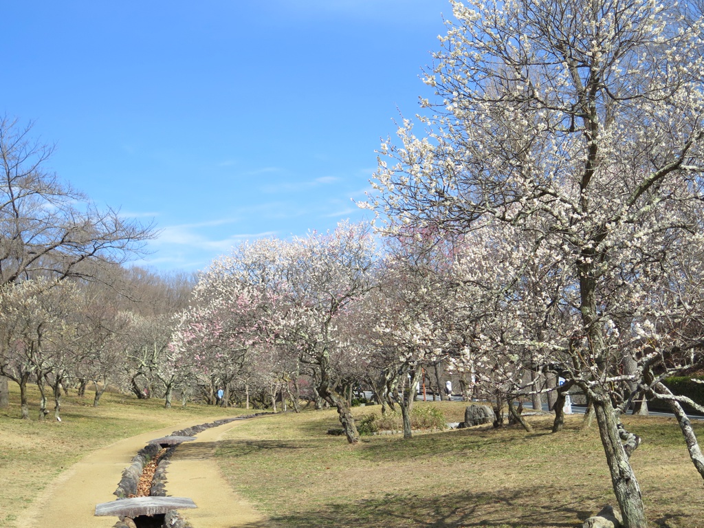 梅園　開花情報　3月6日（晴）