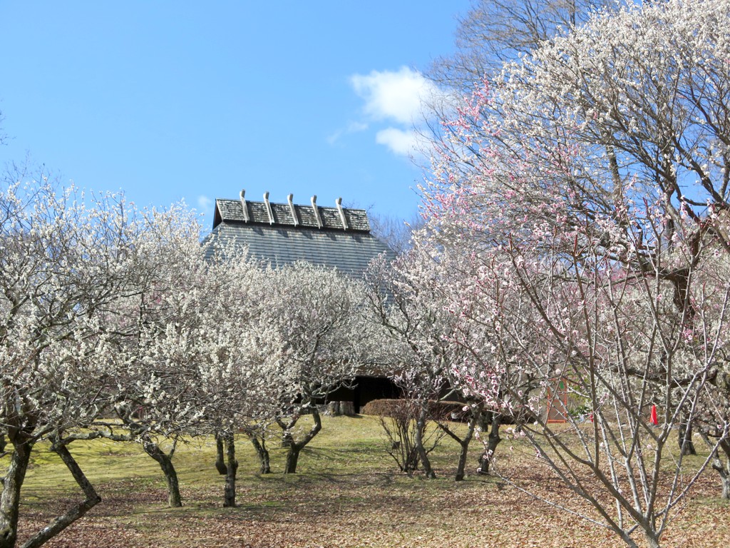 梅園　開花情報　3月14日（晴）