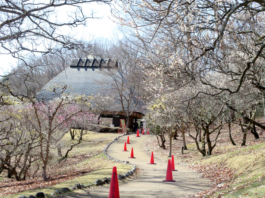 梅園　開花情報　3月18日（晴）