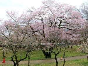 2021年3月22日　エドヒガン