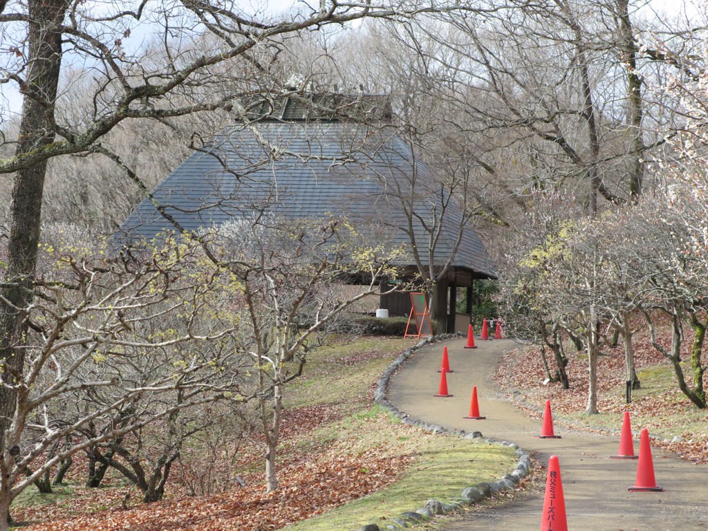 梅園　開花情報　3月22日（終了）