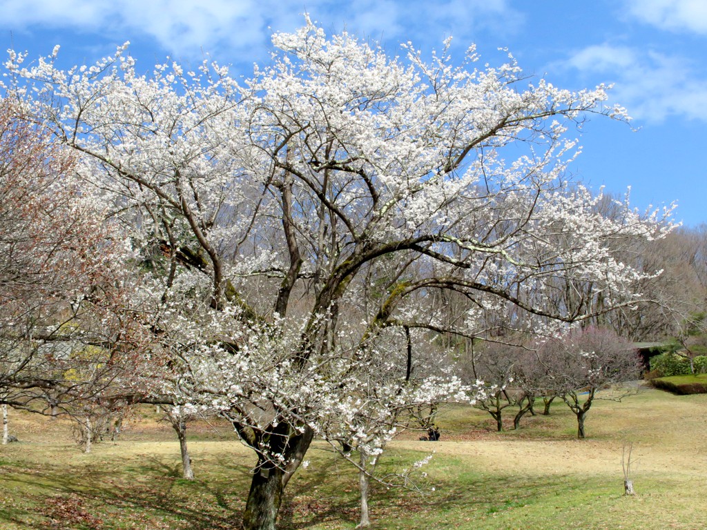 桜の開花状況　3月22日（晴）開花