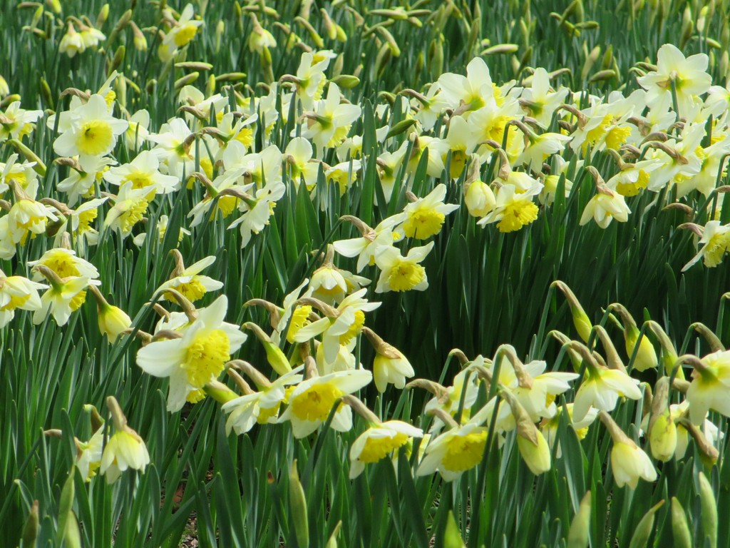 スイセンの開花状況　３月２２日（開花）