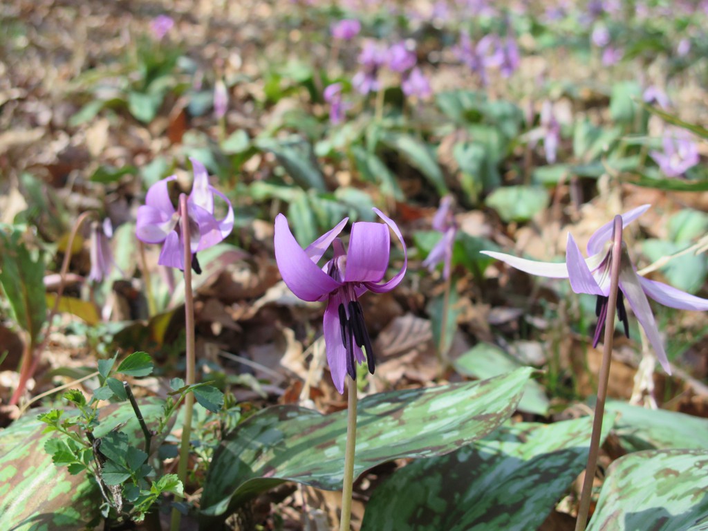 カタクリの開花状況　３月２３日（晴）